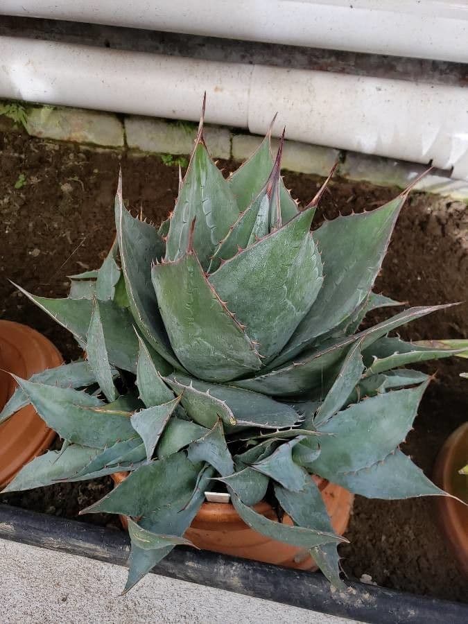 Agave 3