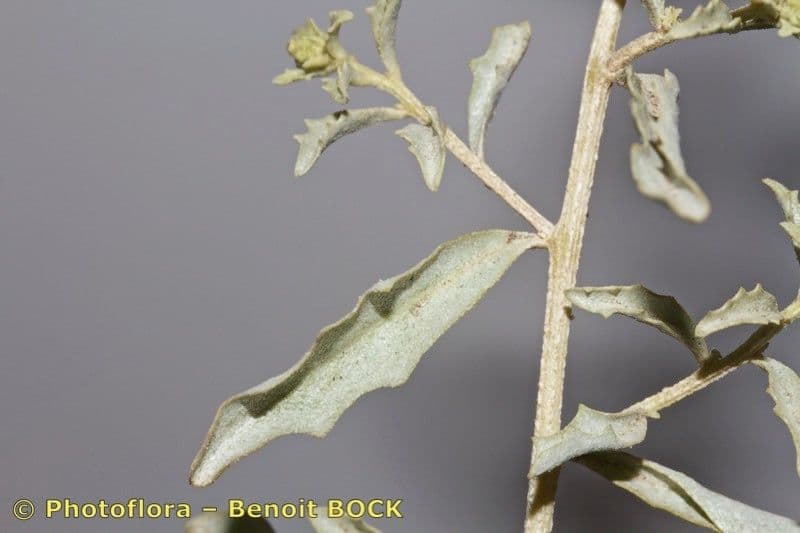 Atriplex suberecta 3