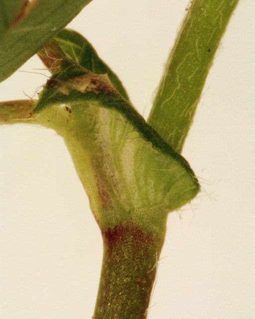 Trifoglio dubbio 25