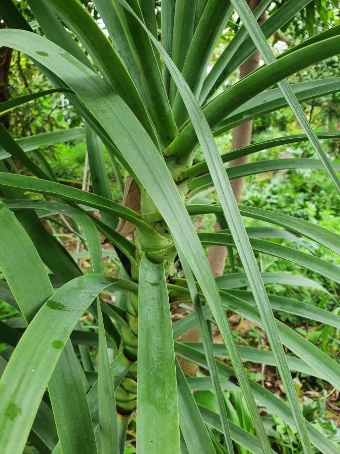 Dracena 4