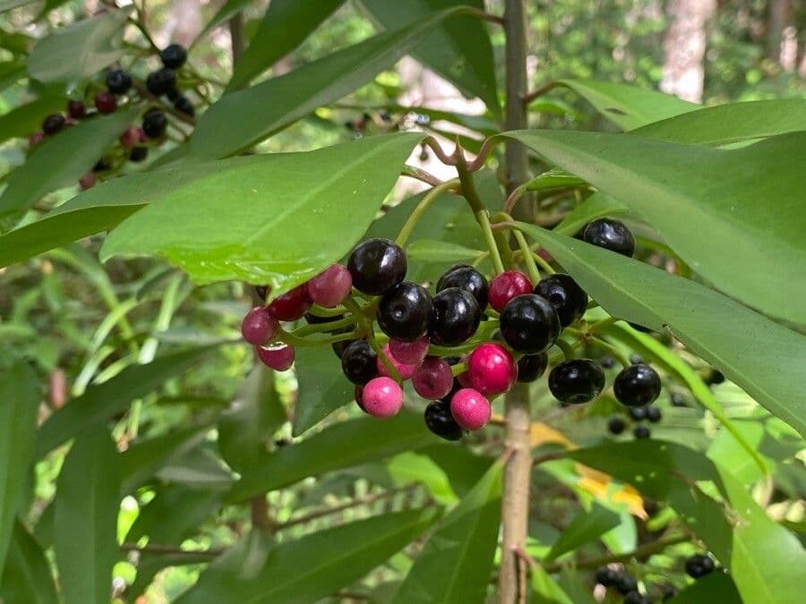 Ardisia eliptická 4