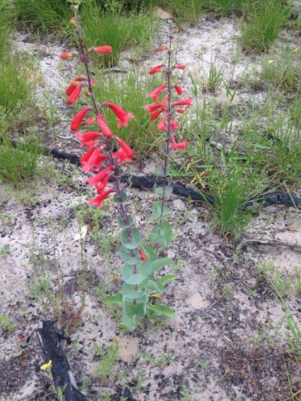 Penstemon 2