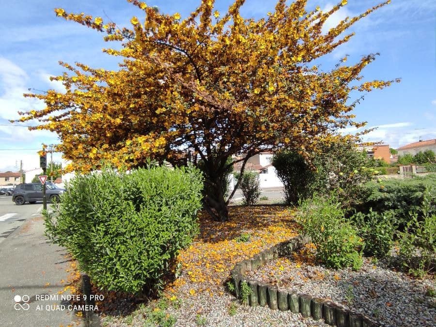 Fremontodendron 11