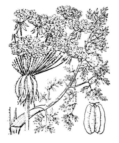 Laserpitium 27
