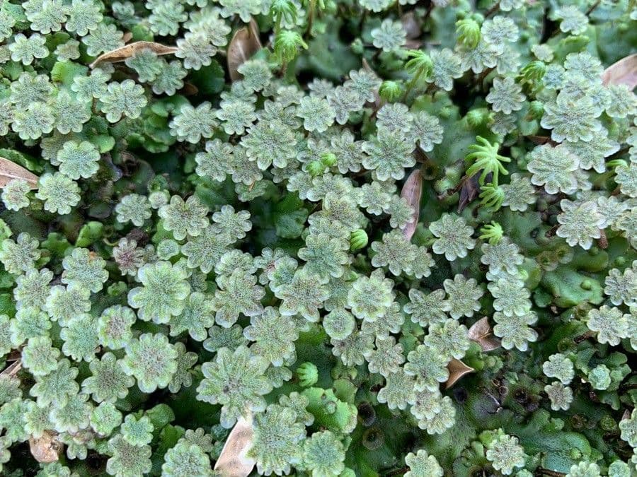 Azolla della Carolina 6