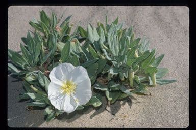 Enagra californiana 11