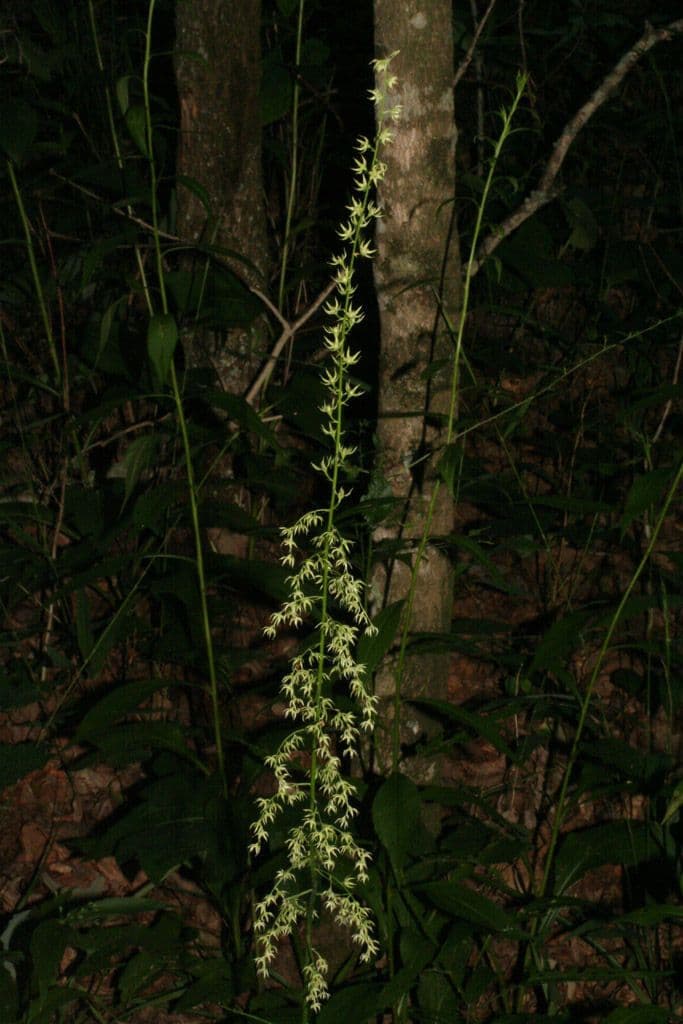 Stenanthium trávolisté 4