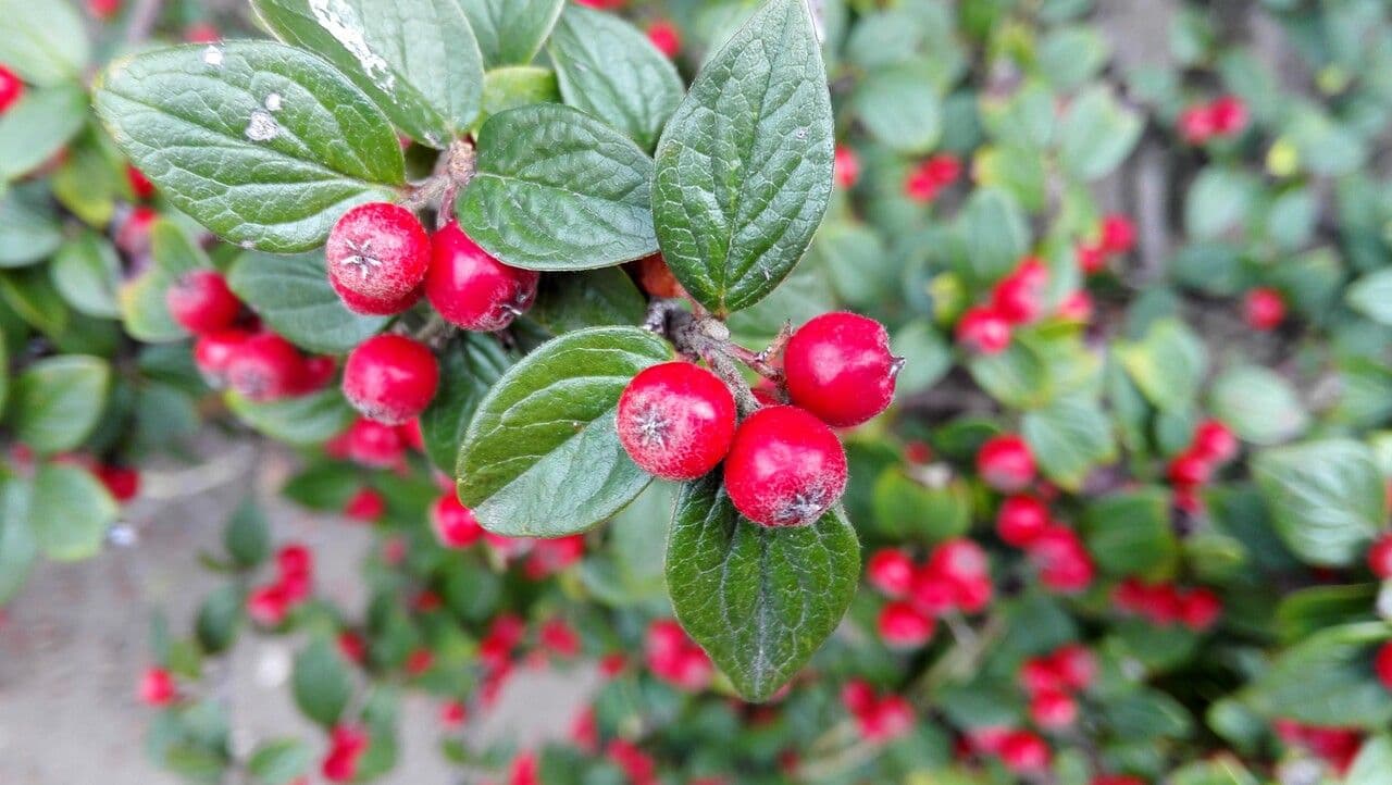 Cotoneaster de Diels 4