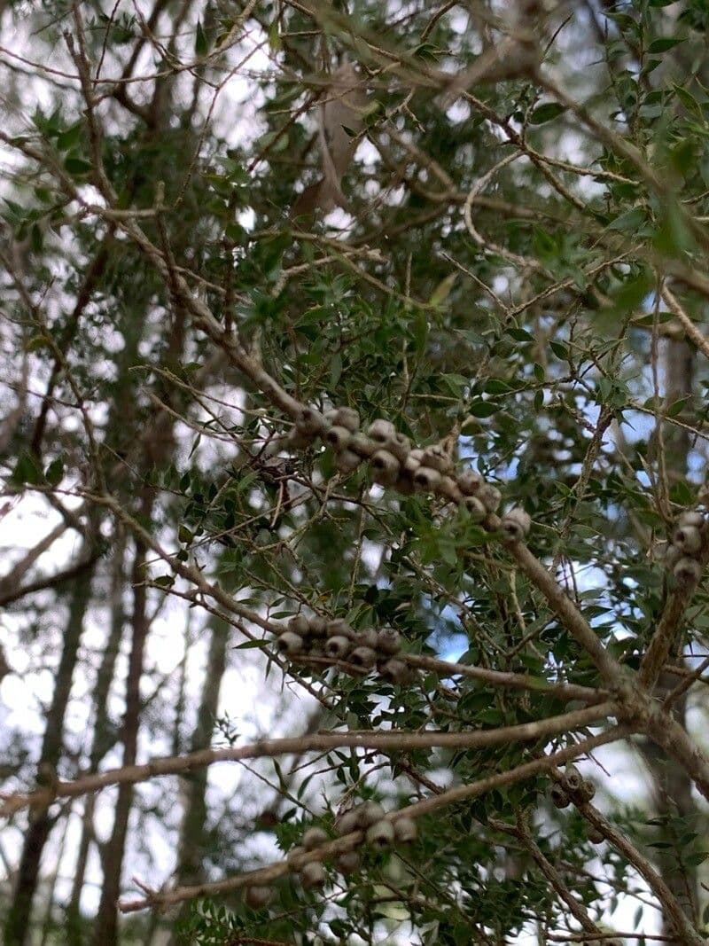 Melaleuca styphelioides