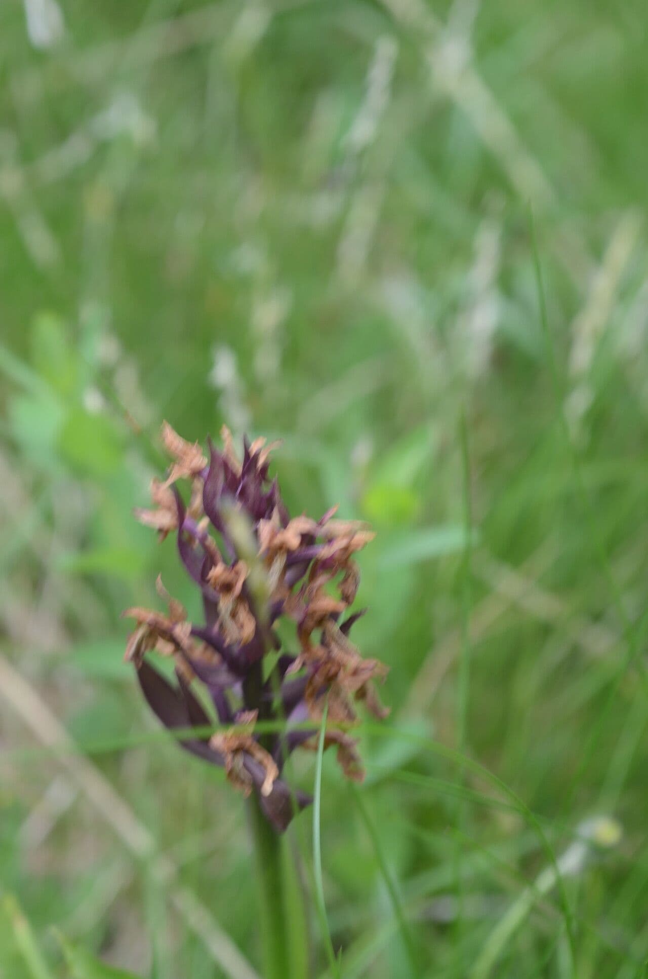 Orchidea sambucina 5