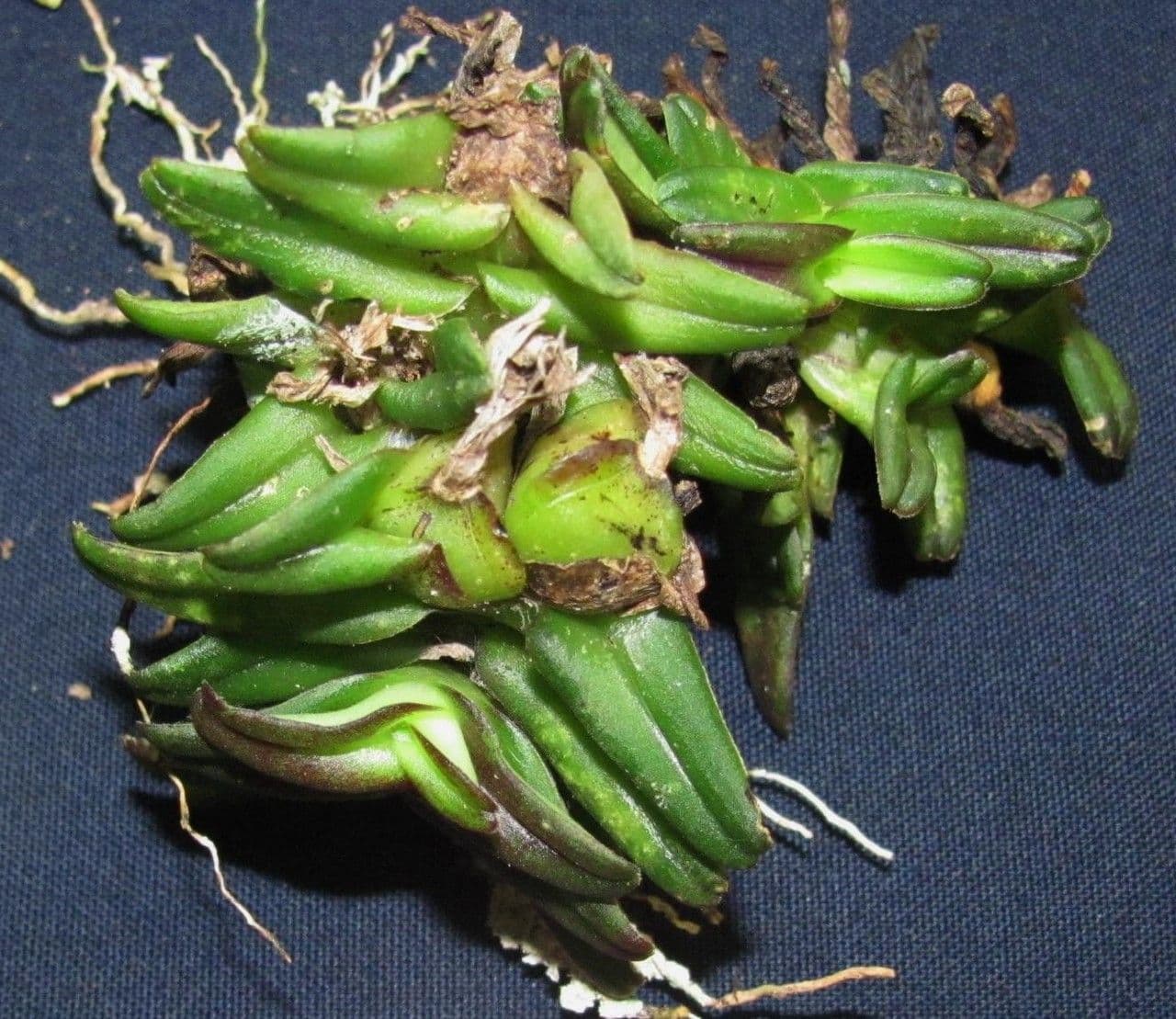 Epidendrum