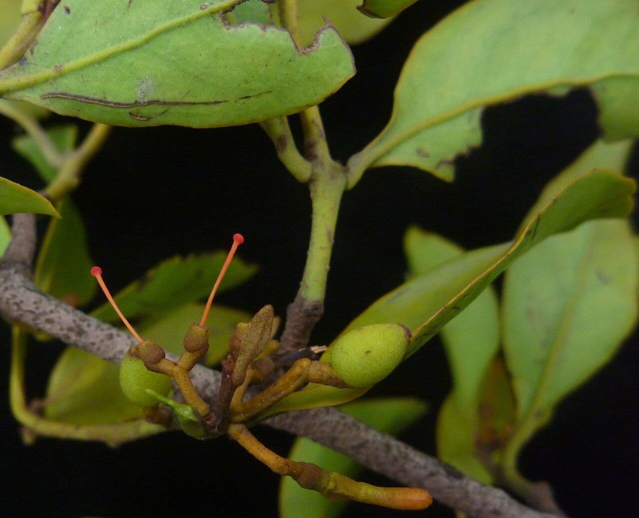 Helixanthera 4