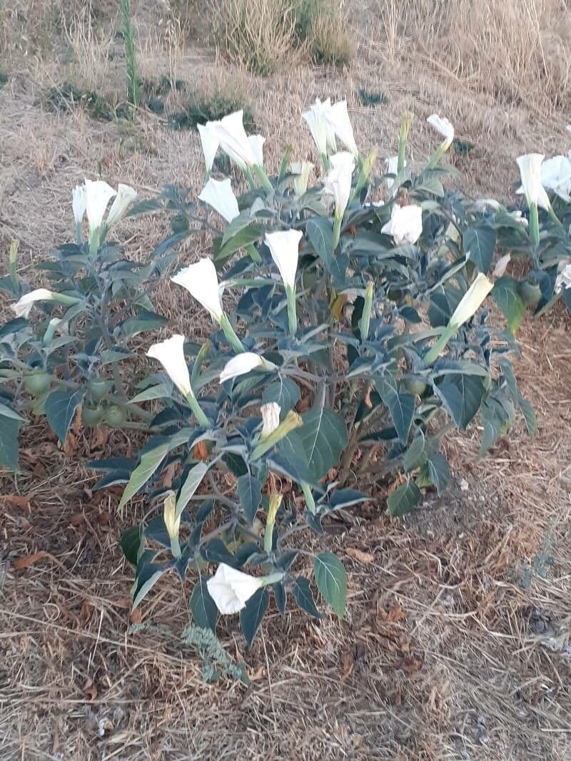Datura di Wright 12
