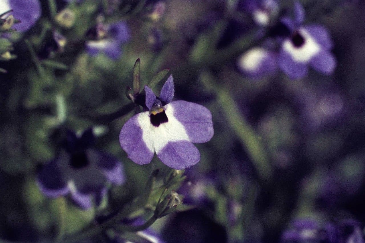 Downingia concolor 2