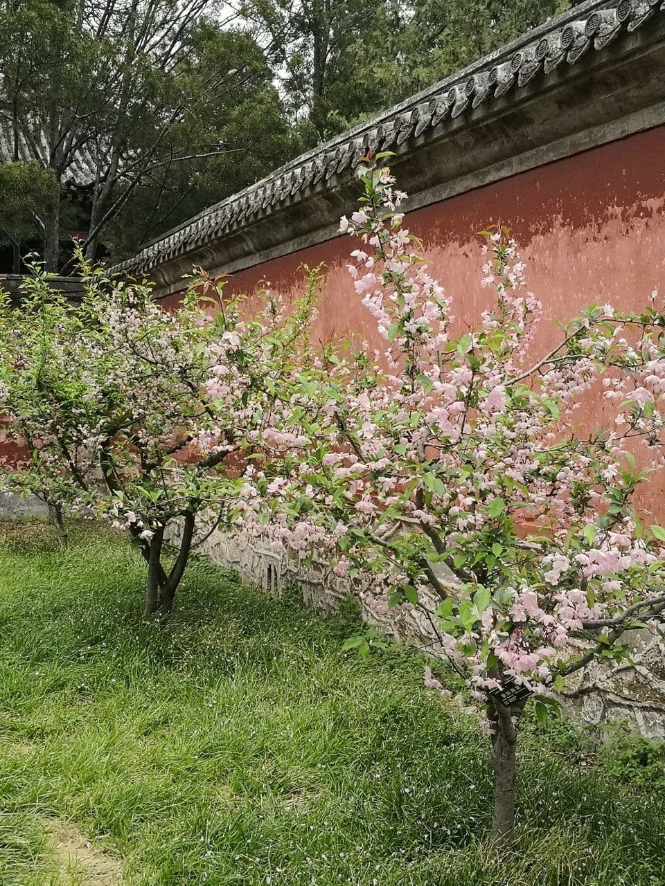 Melo di Hall 10