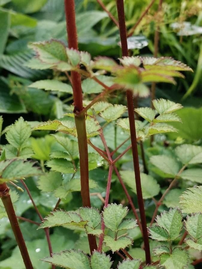 Astilbe giapponese 22