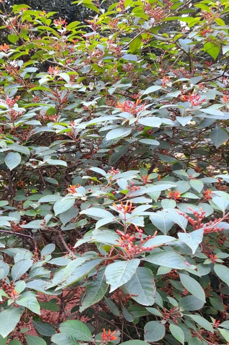 Hamelia 12