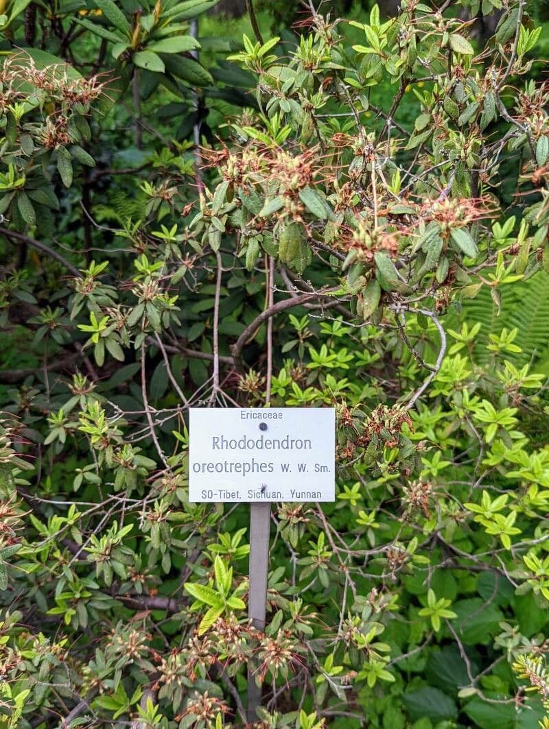 Różanecznik 10