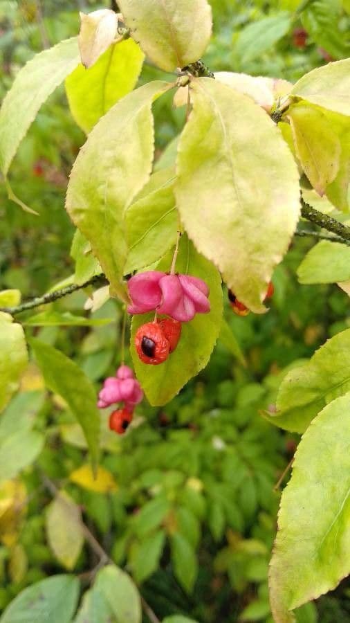 Euonymus 3