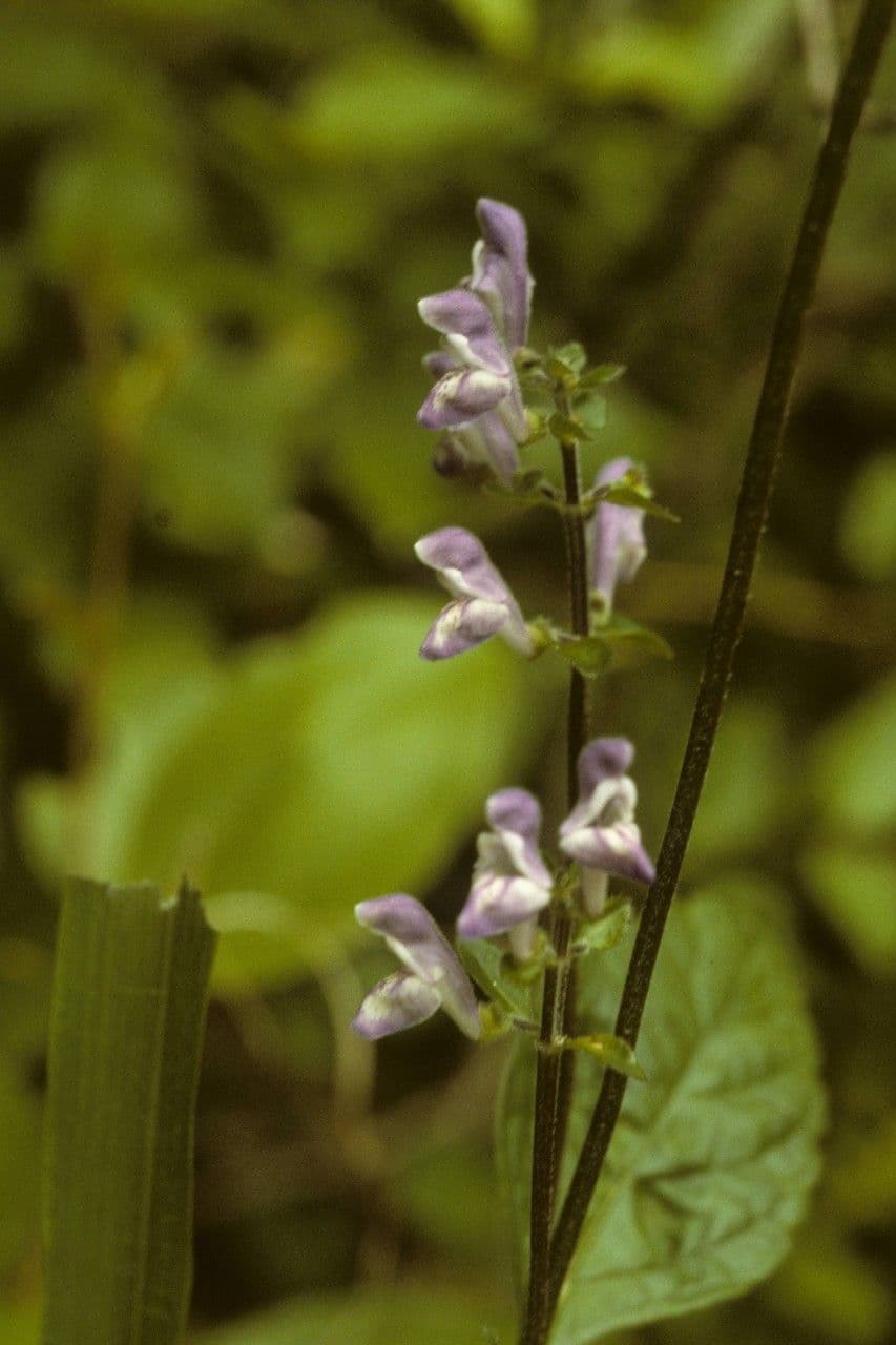 Scutellaria 3