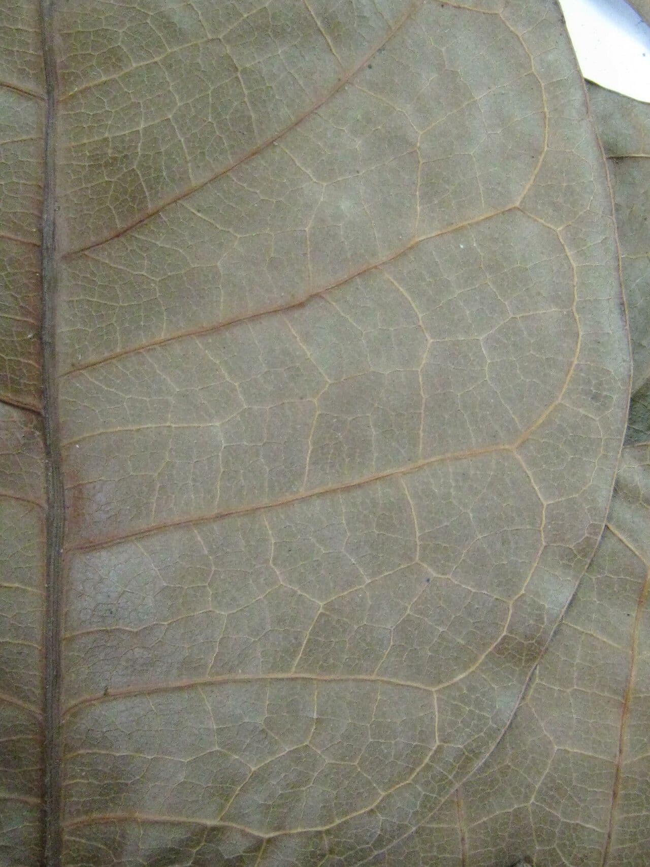 Dacryodes 8