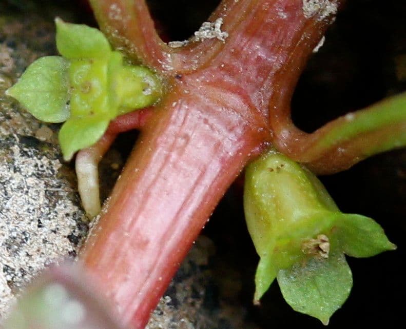 Isnardia 21