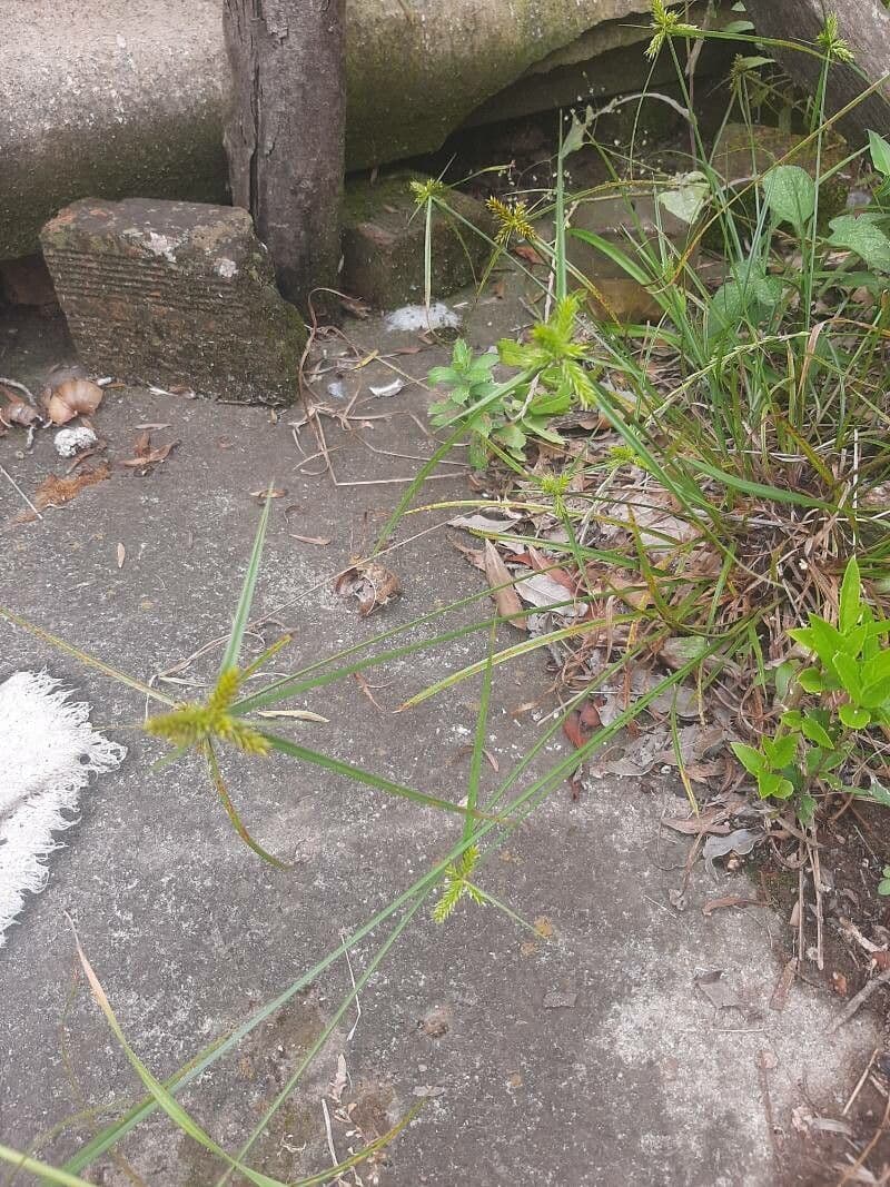 Cyperus meyenianus 7