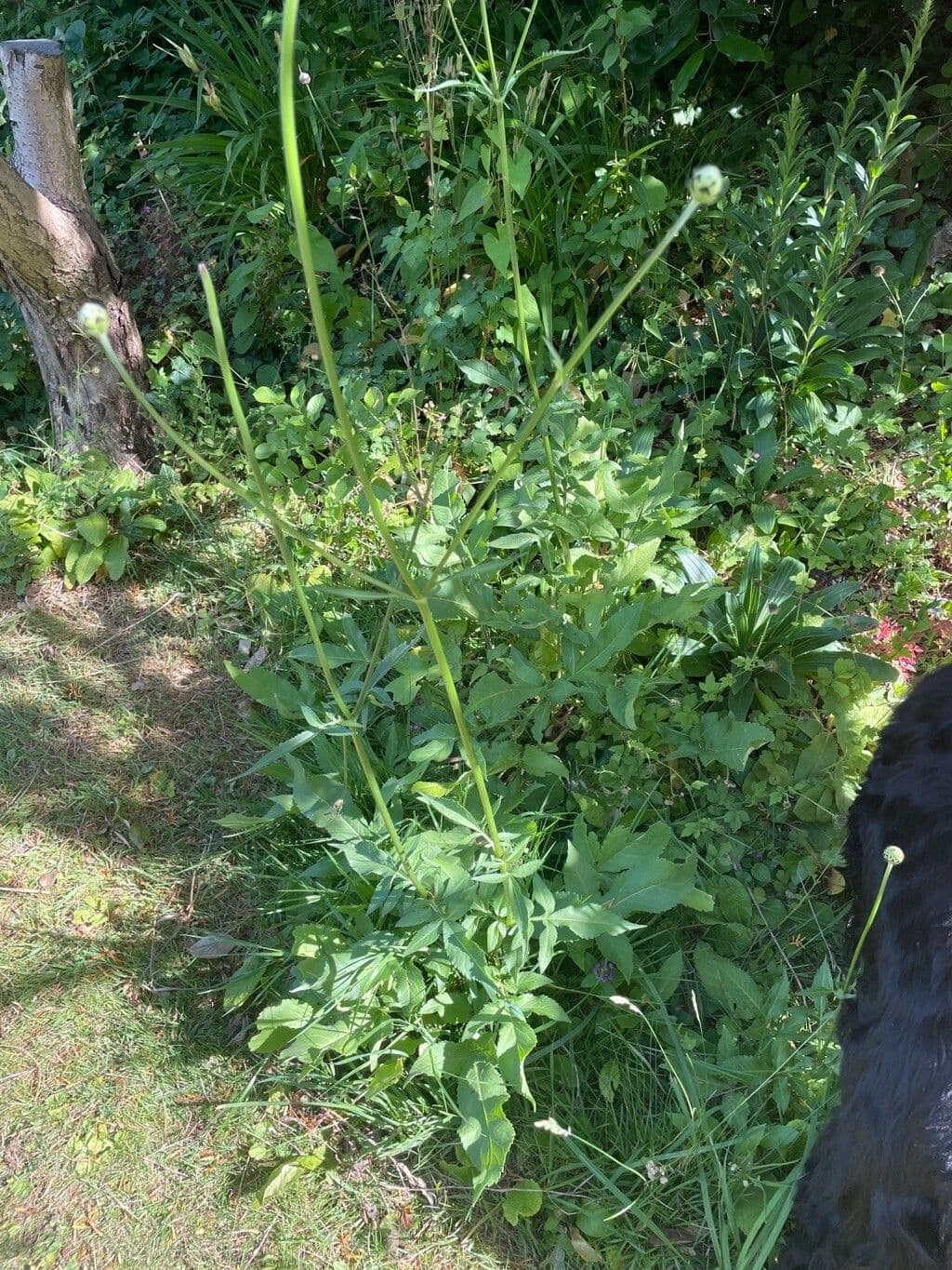 Cephalaria alpina 17