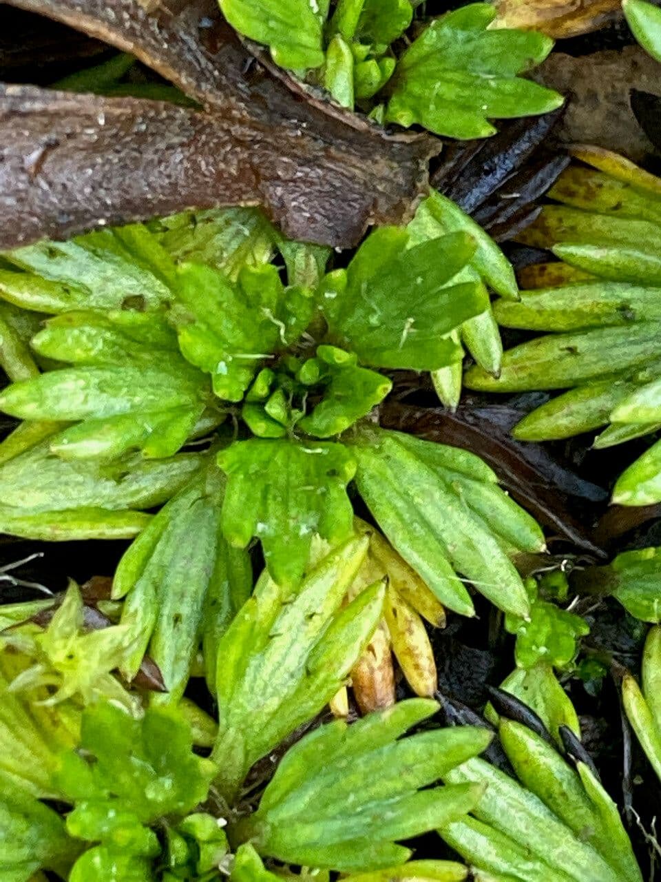 Azorella 10