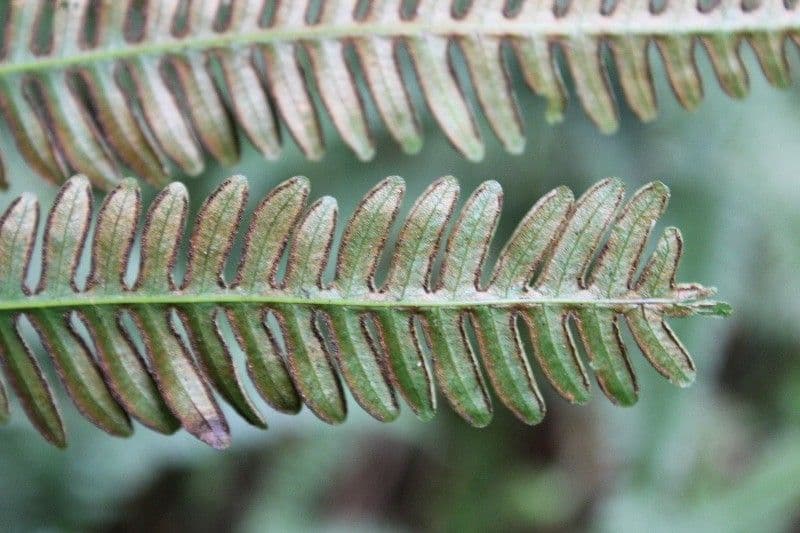 Pteris linearis 6