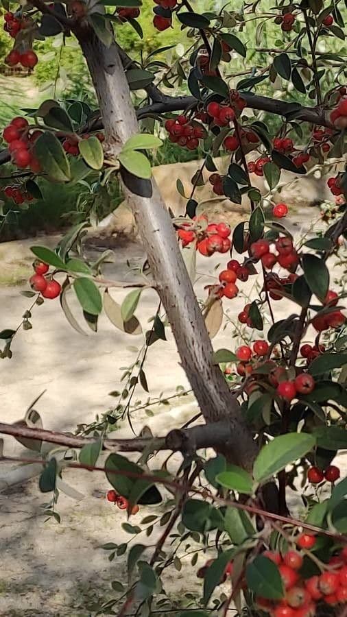 Cotonéaster cotoneaster 24
