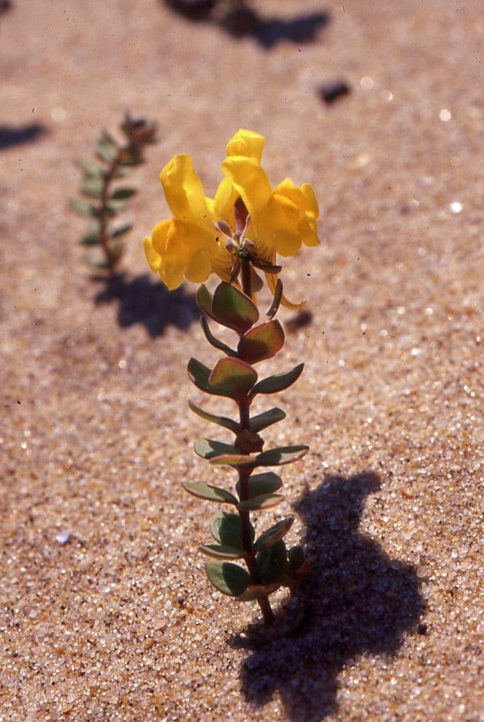 Linaria 9