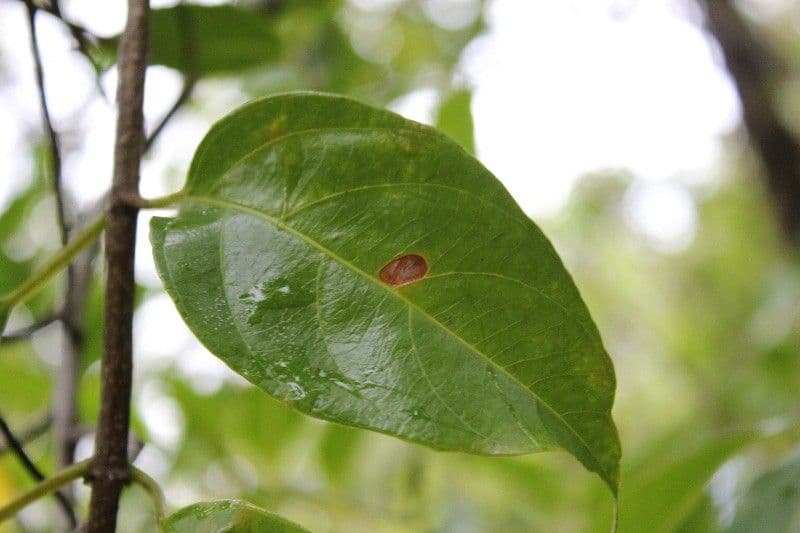 Mussaenda 20