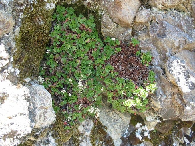 Alumroot de Merriam 2