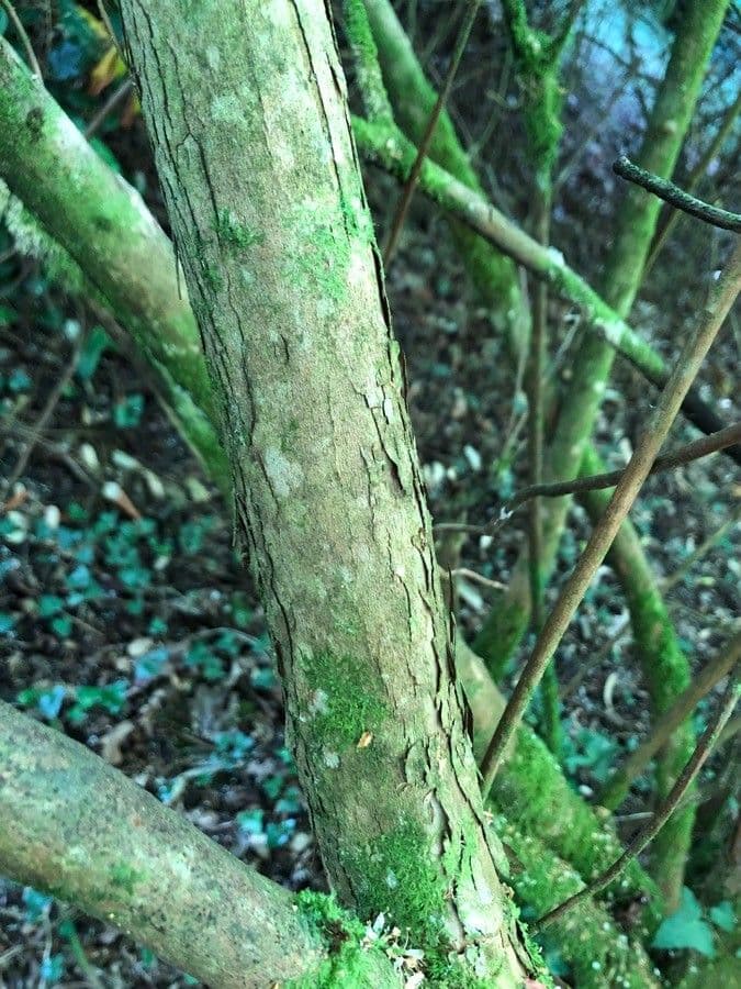 Clethra 21