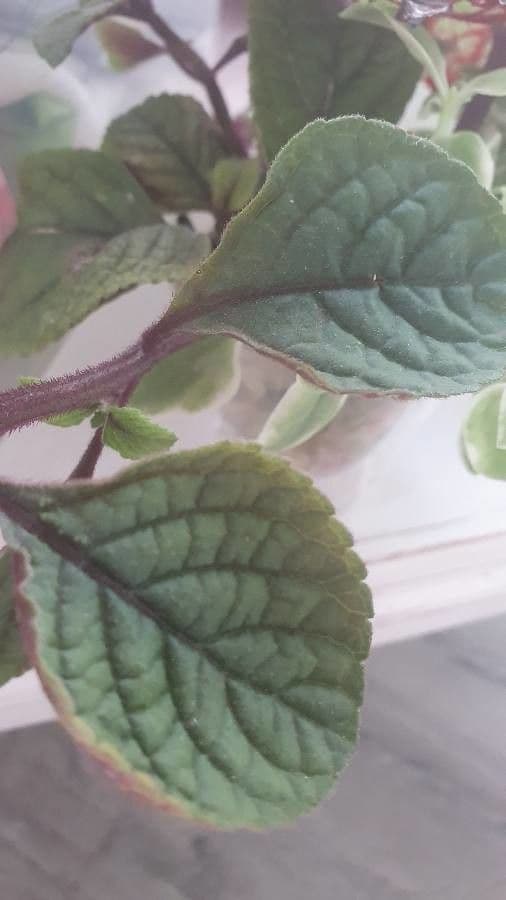Plectranthus 15