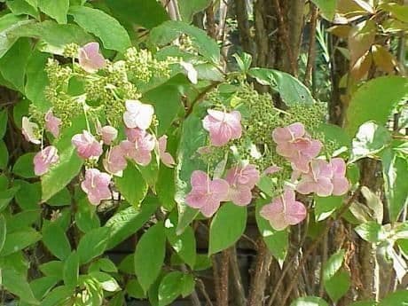 Hortenzie popelavá 6