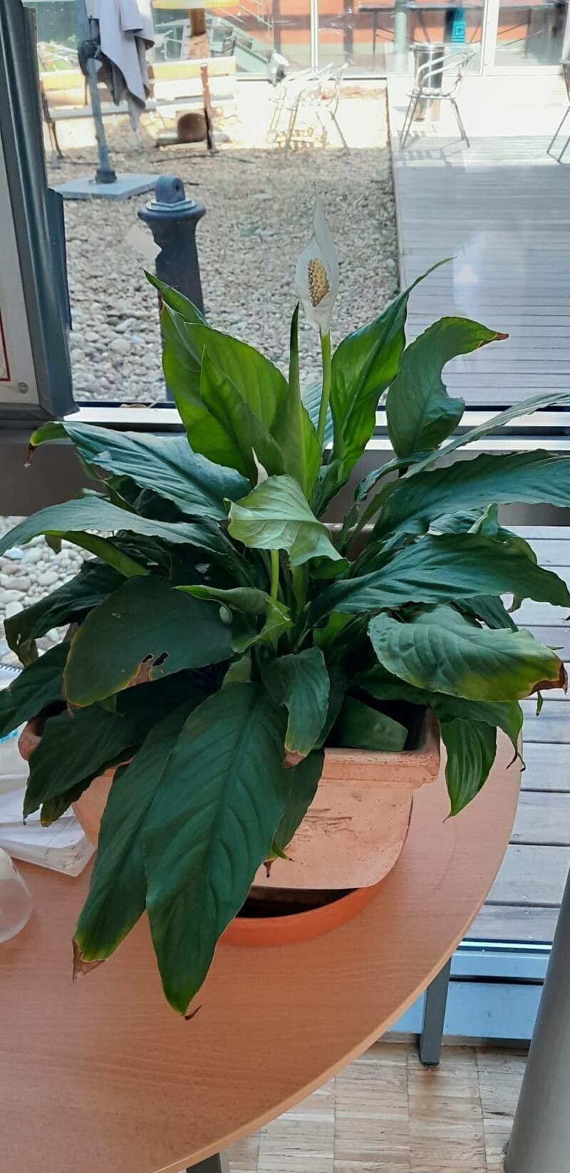 Spatyfylum 11