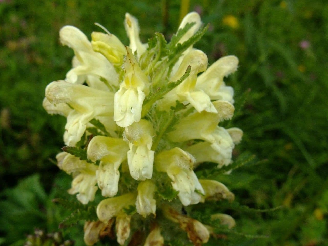 Pedicularis frondosa 6