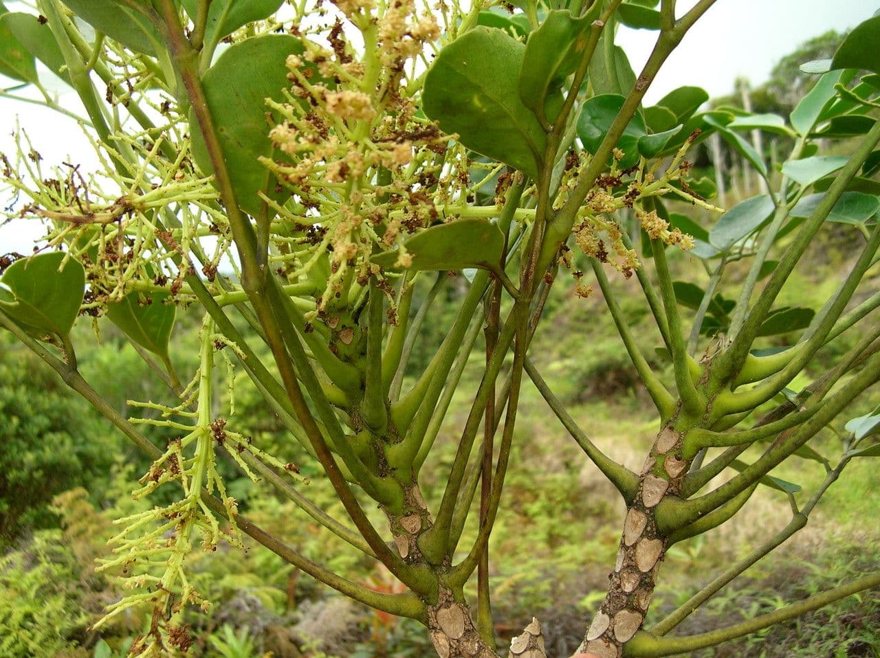 Polyscias Lecarda 4
