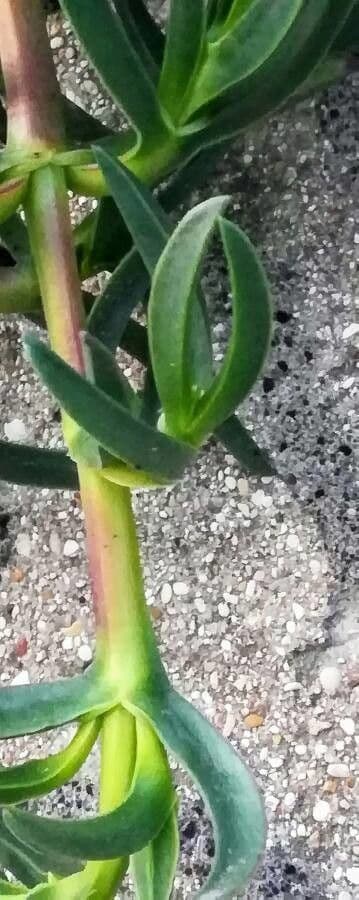 Fico degli Ottentotti 25