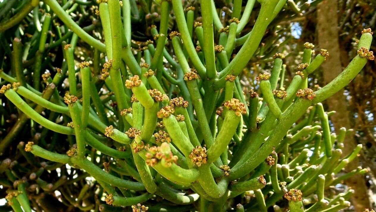 Euphorbe aphylla 5