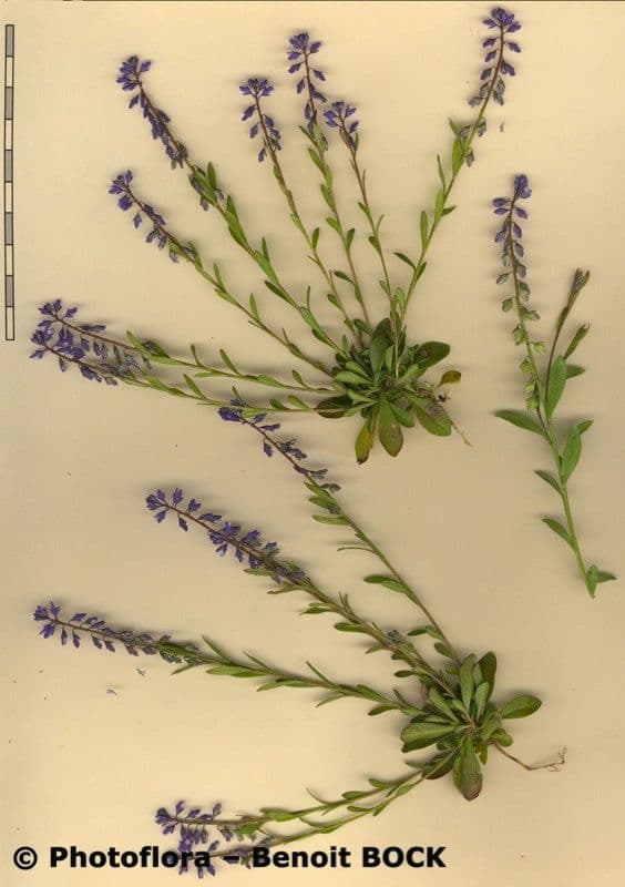 Poligala amarella 21
