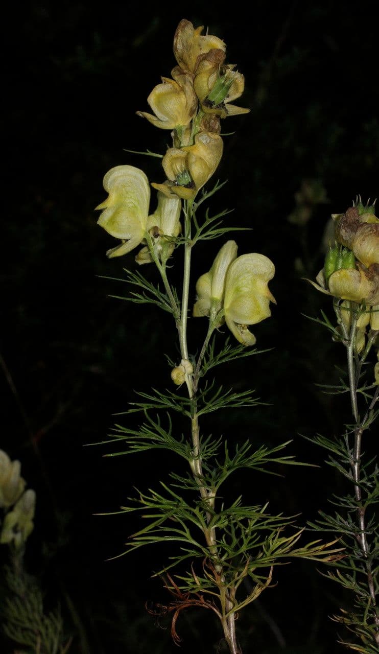 Aconito anthora 29