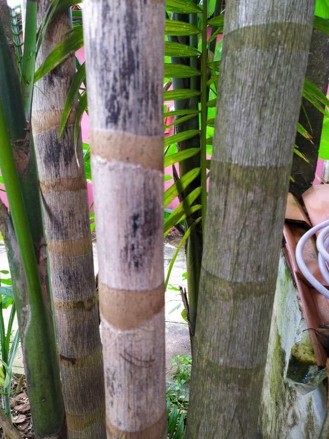Açai 22