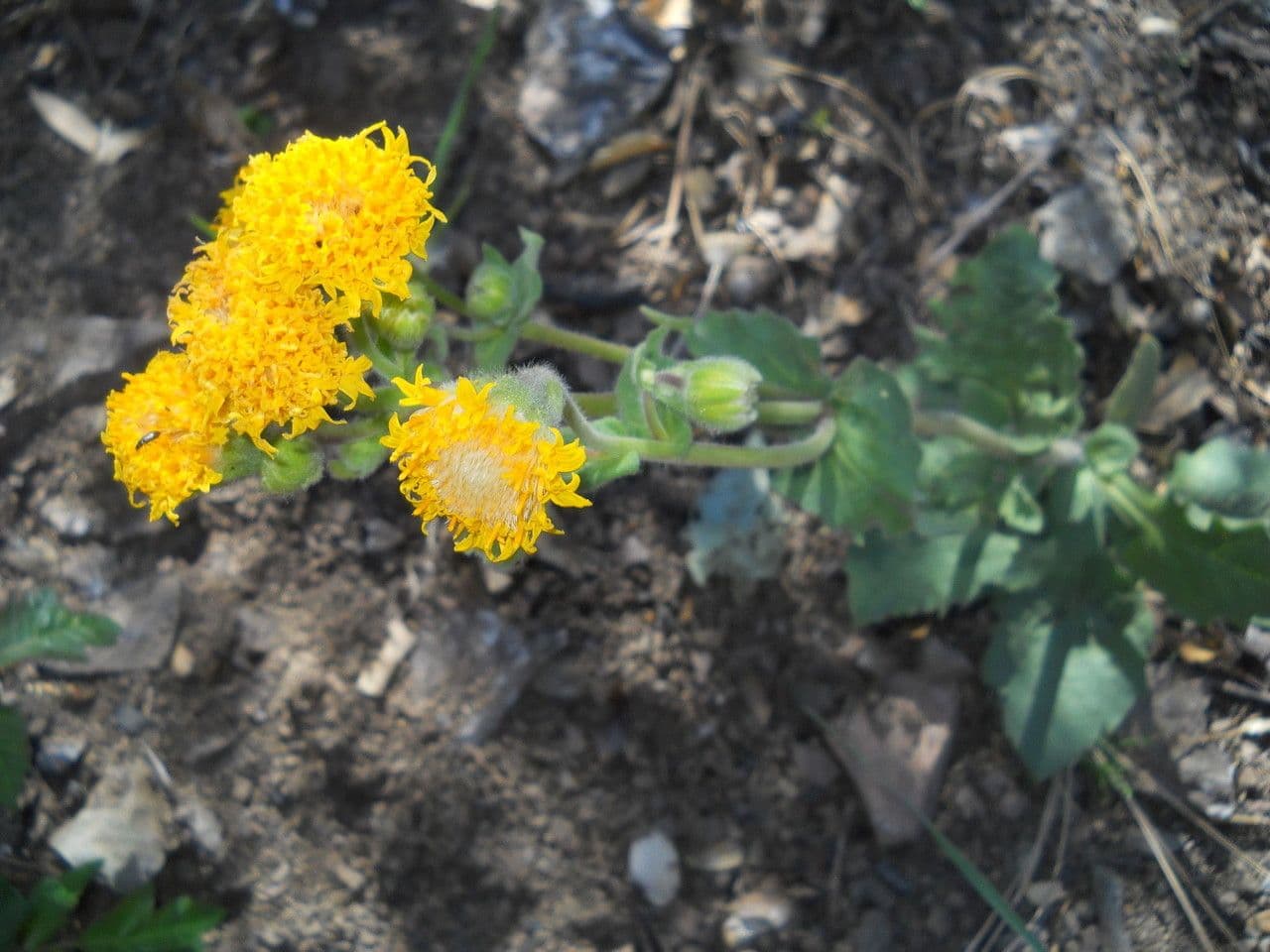 Arnica 2