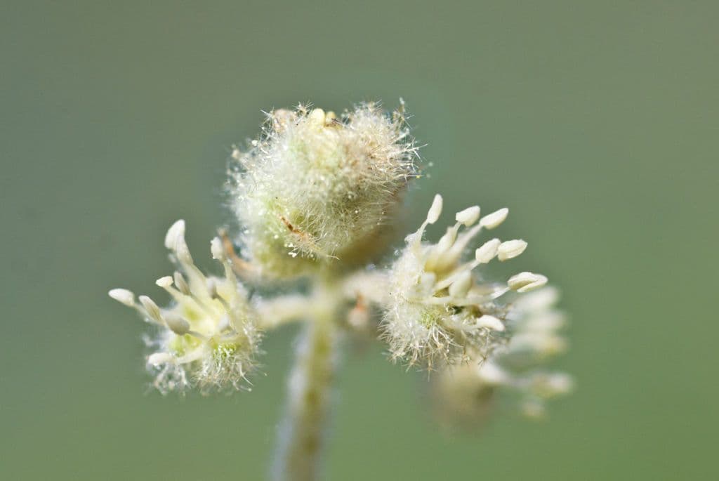 Croton capitatus 6