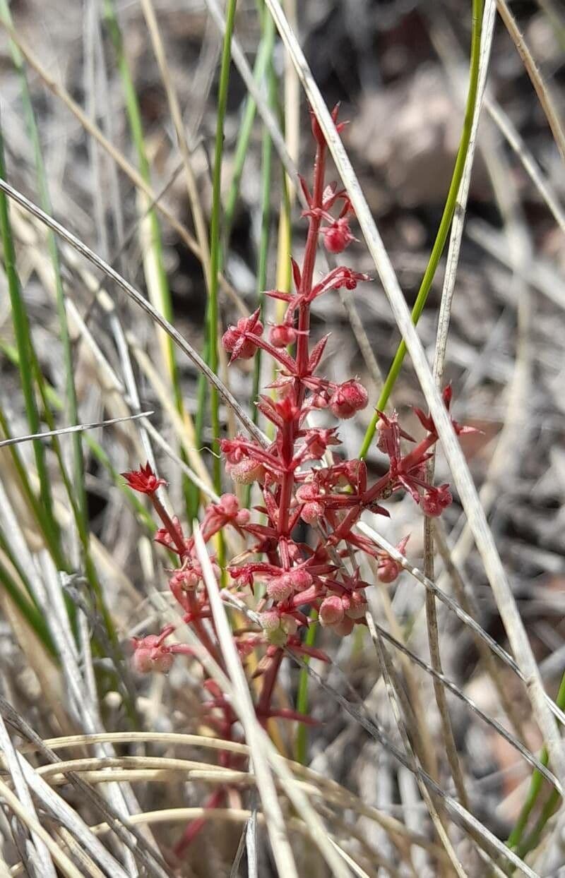 Galium 2