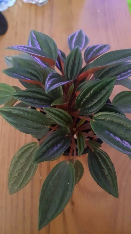 Peperomia 20