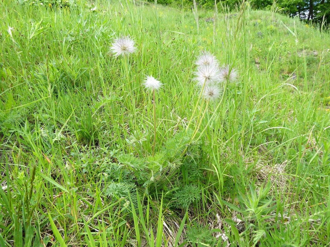 Große Kuhschelle